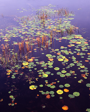 Lilypads in Early Light, NH 